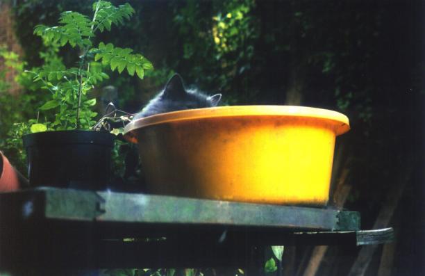 Wuss in a bowl - 2001
